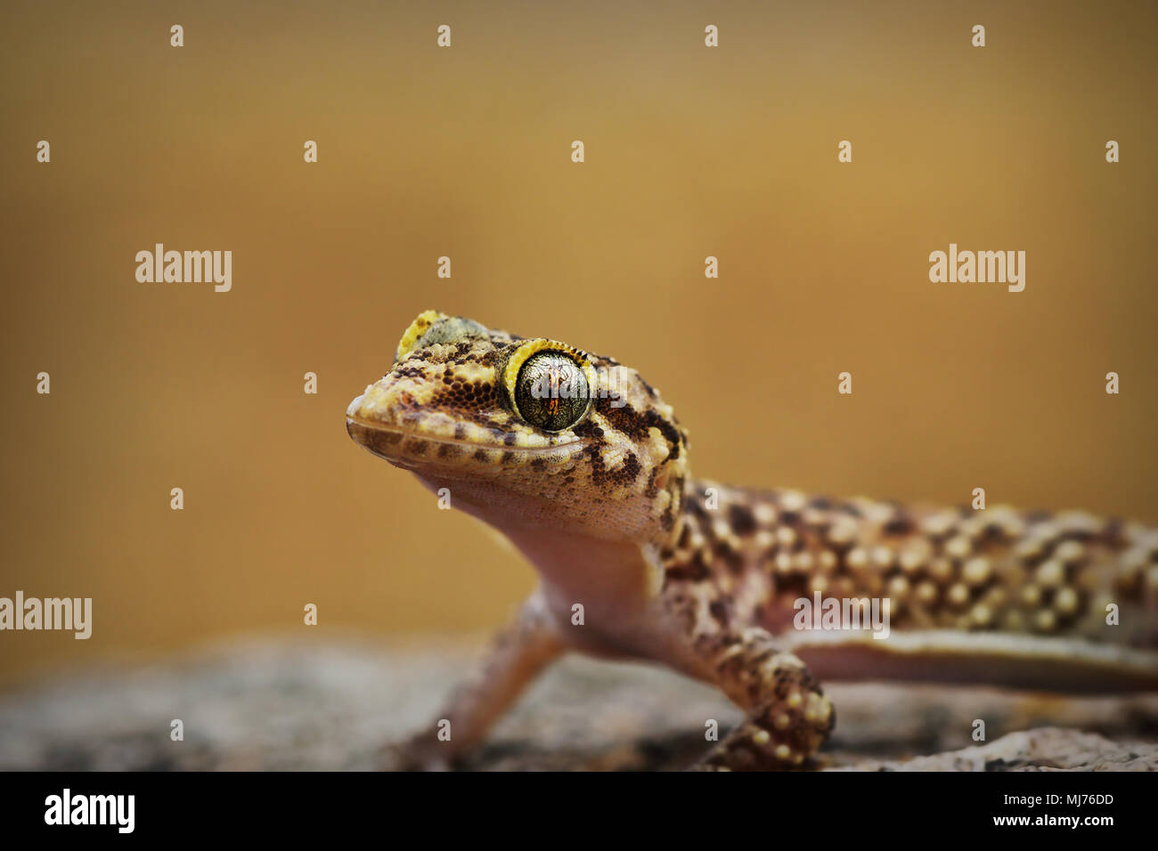 Ritratto di curioso mediterranean house gecko ( Hemidactylus turcicus ) Foto Stock