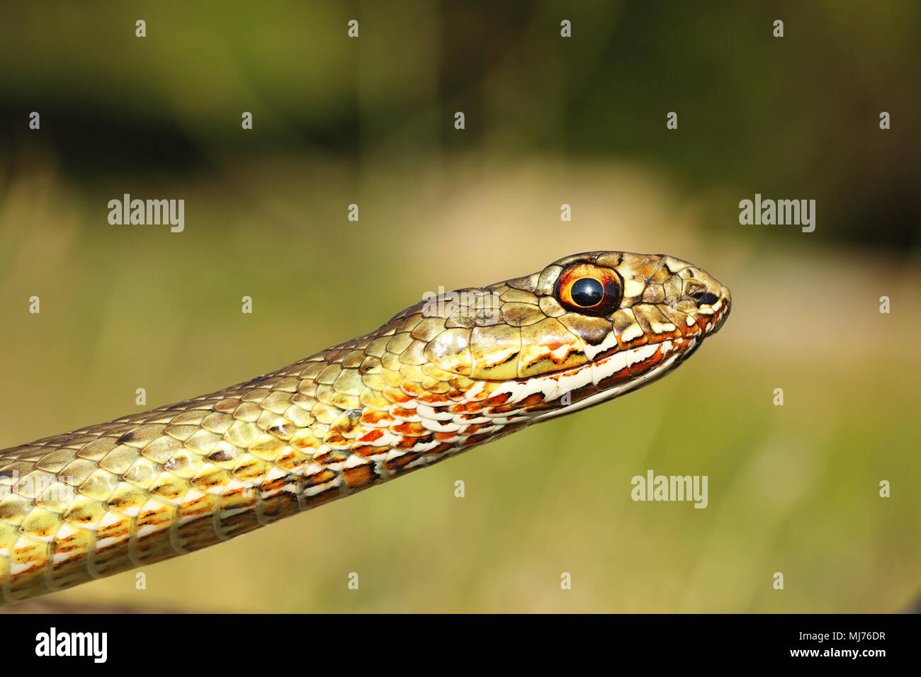 Ritratto di Montpellier Est snake ( Malpolon insignitus ) Foto Stock