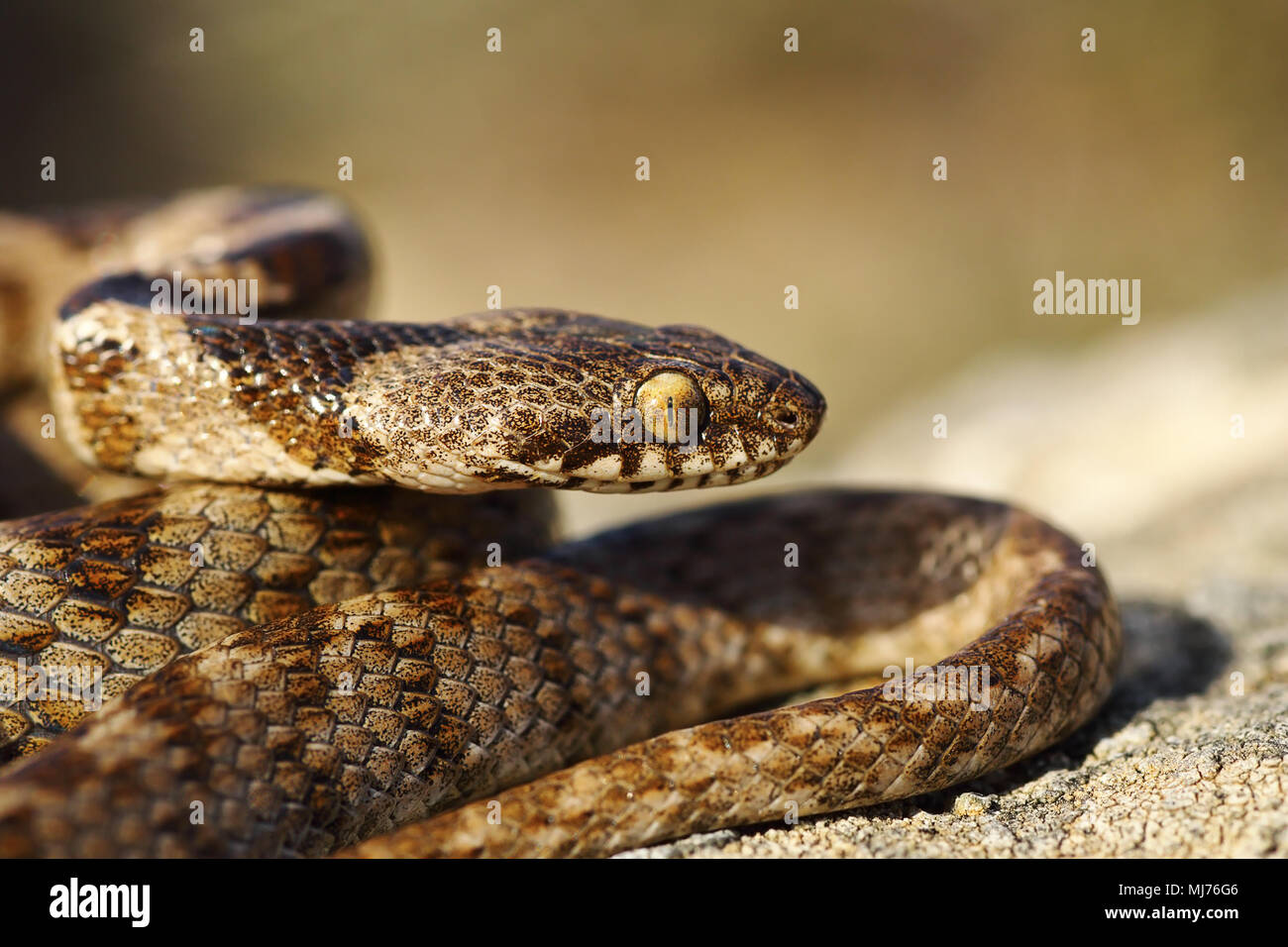 Ritratto di capretti cat snake ( Telescopus fallax ) Foto Stock