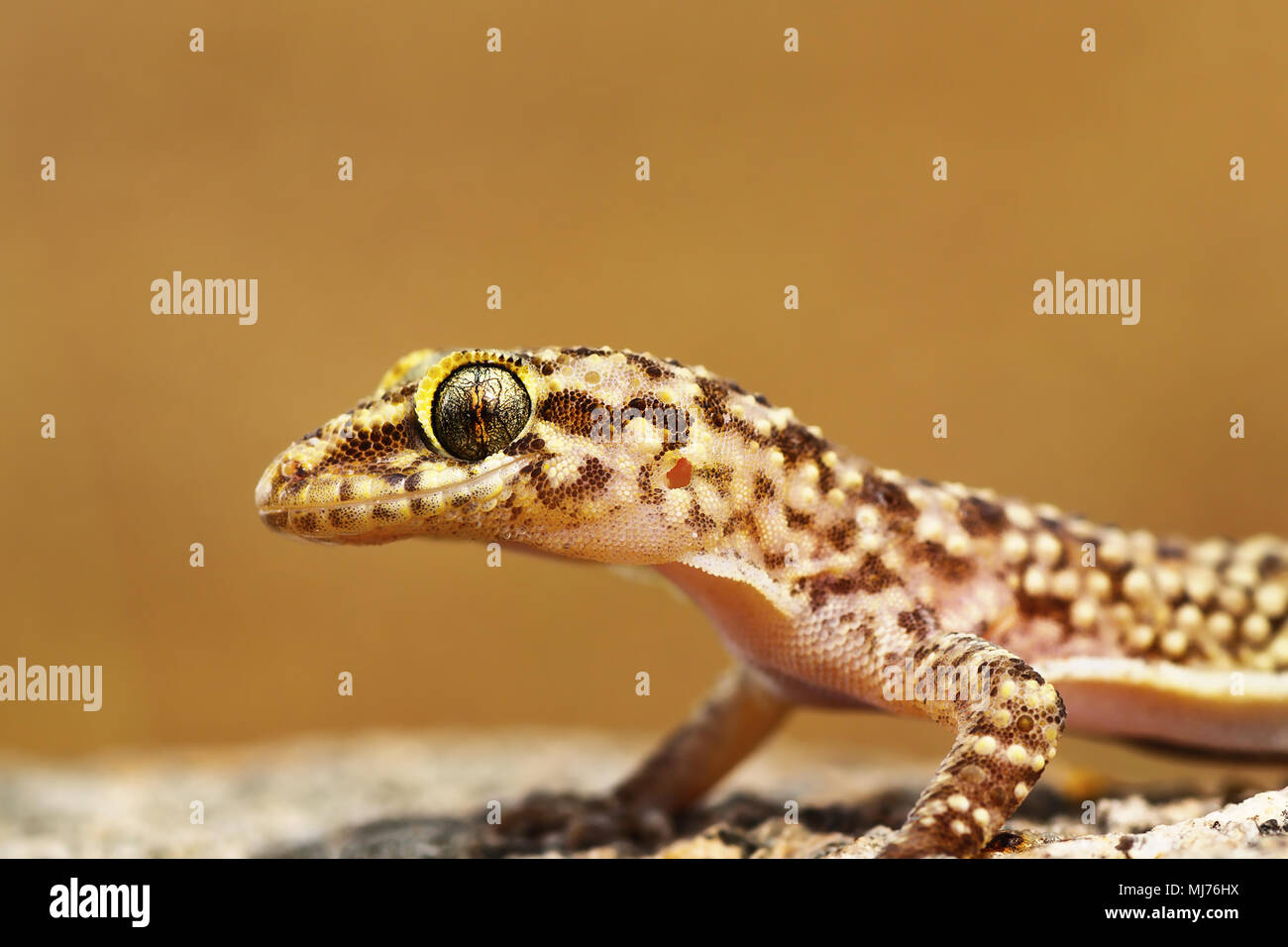 Ritratto di mediterranean house gecko, Hemidactylus turcicusgecko Foto Stock