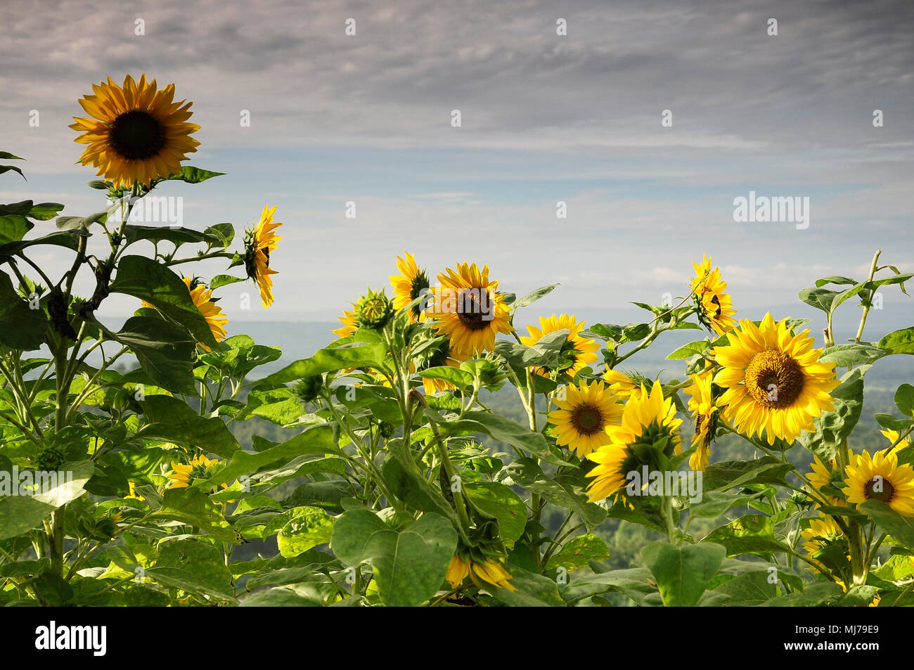 Splendido Sole fiore e Sky Foto Stock