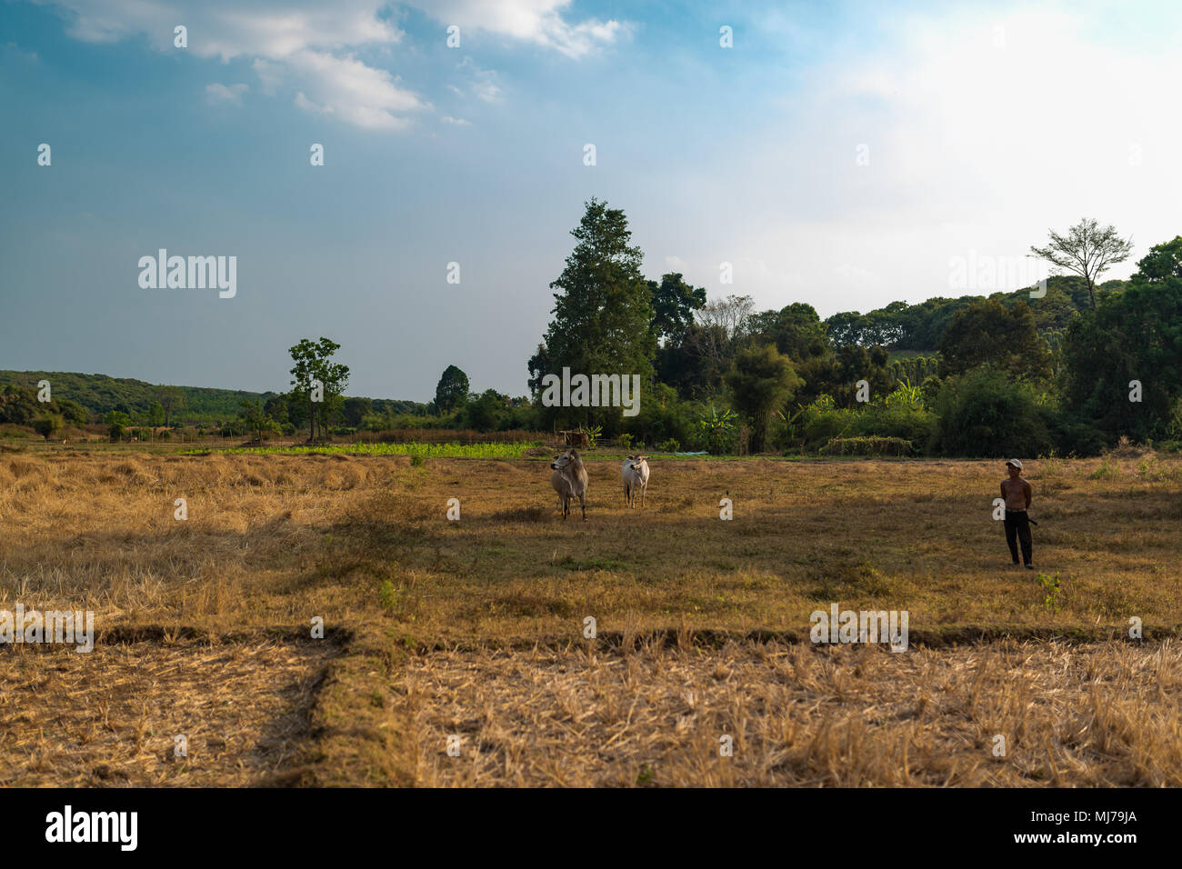 Paesaggio di prati con cambogiano agricoltore e due mucche, Tramonto in Cambogia. Banlung. Il 28 febbraio 2018. Foto Stock