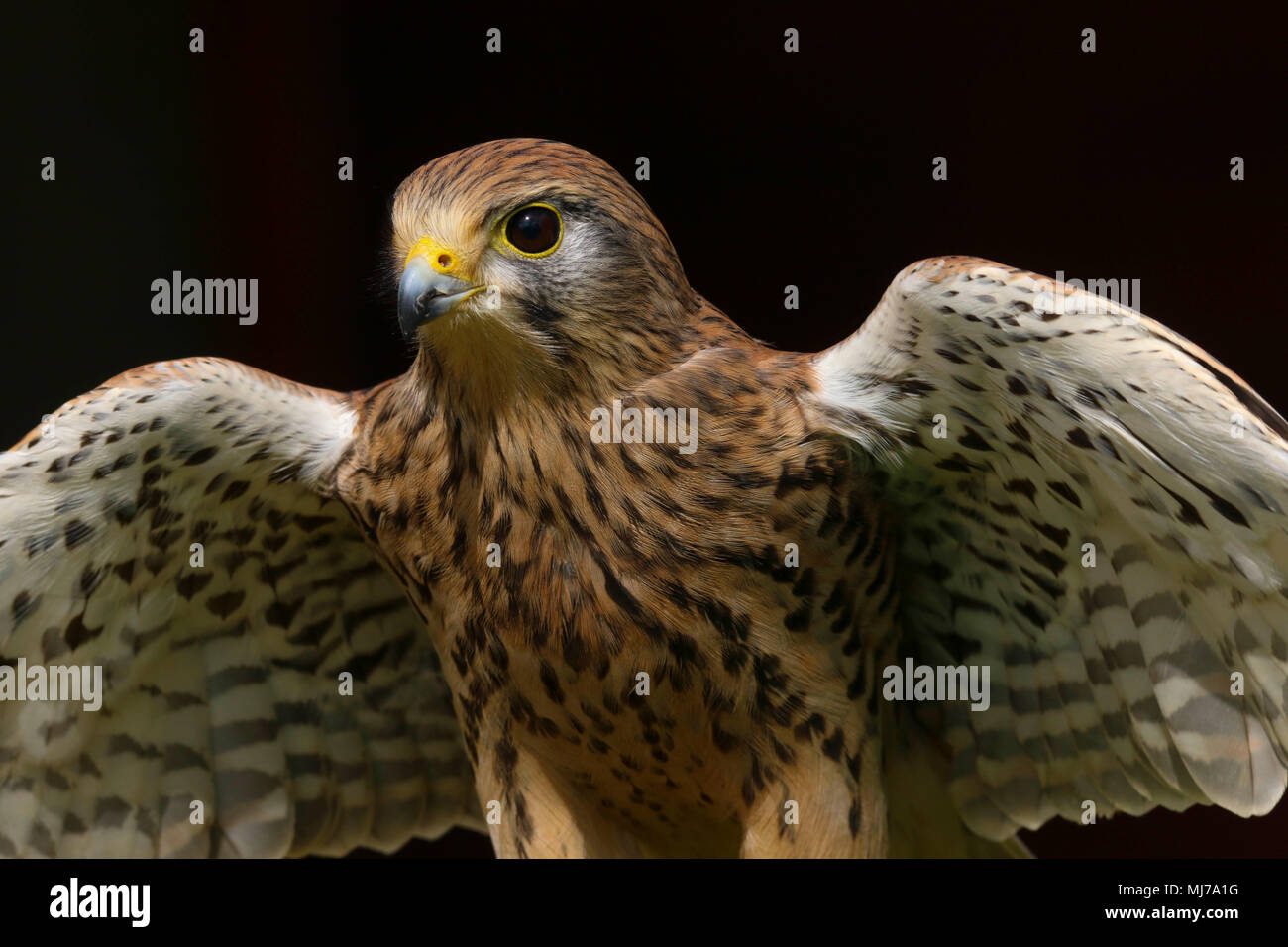 Close Up Ritratto Di Un Gheppio Rapace Falco Tinnunculus Nella Campagna Del Regno Unito Foto Stock Alamy