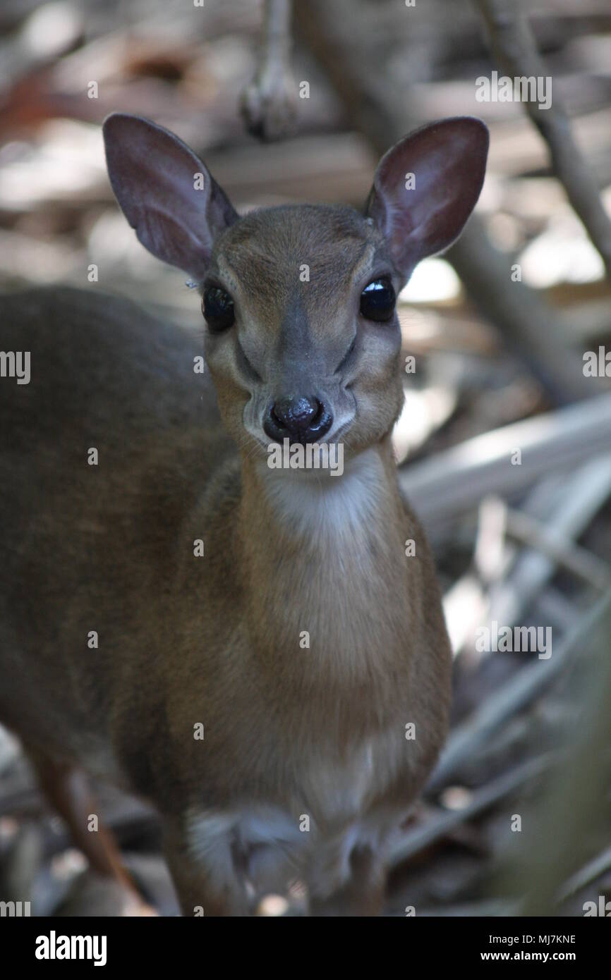 Una conversazione con un minuscolo Dik-Dik su Mnemba Island Foto Stock