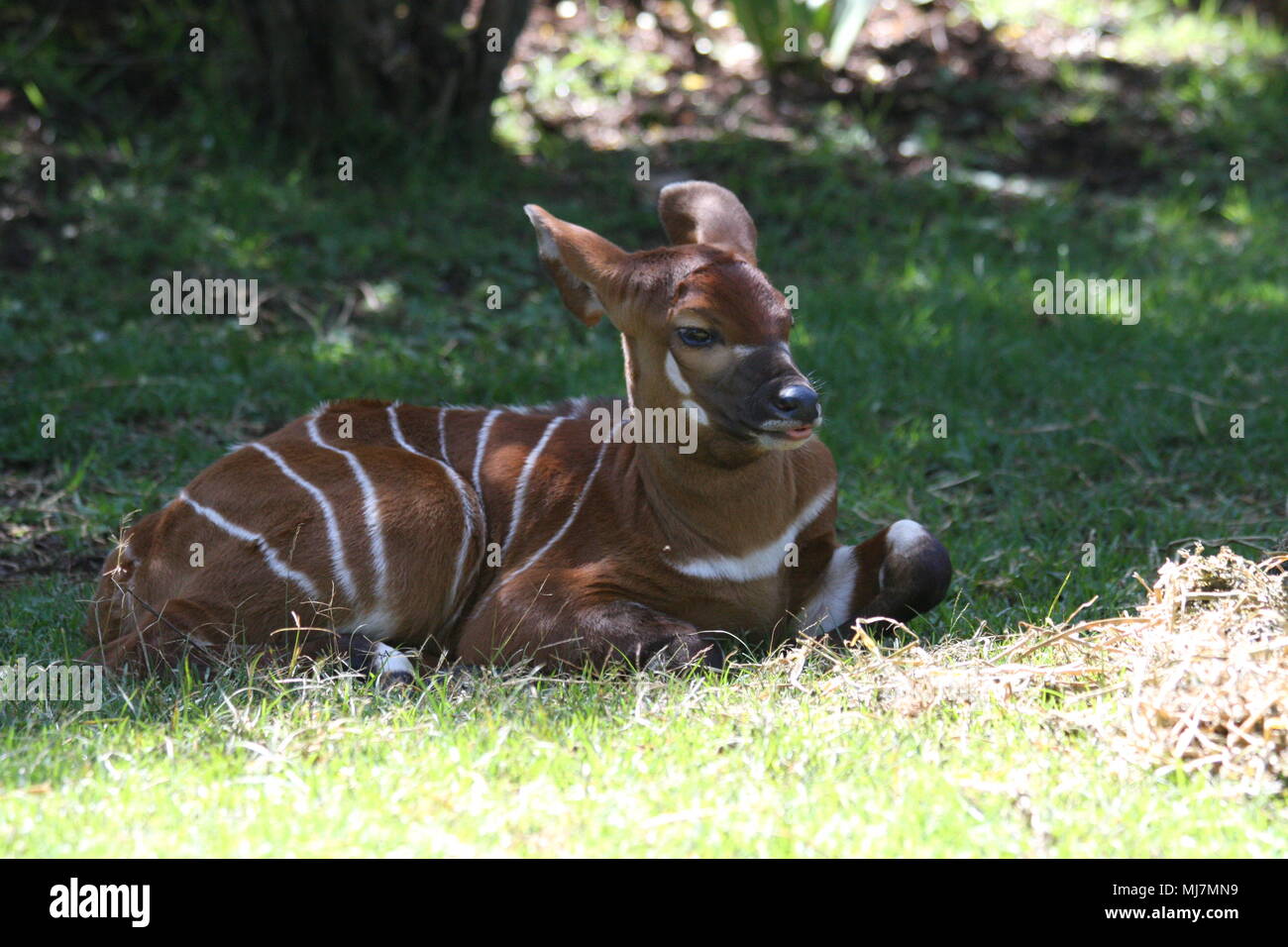 Captive Bongo puledro seduti all'ombra Foto Stock