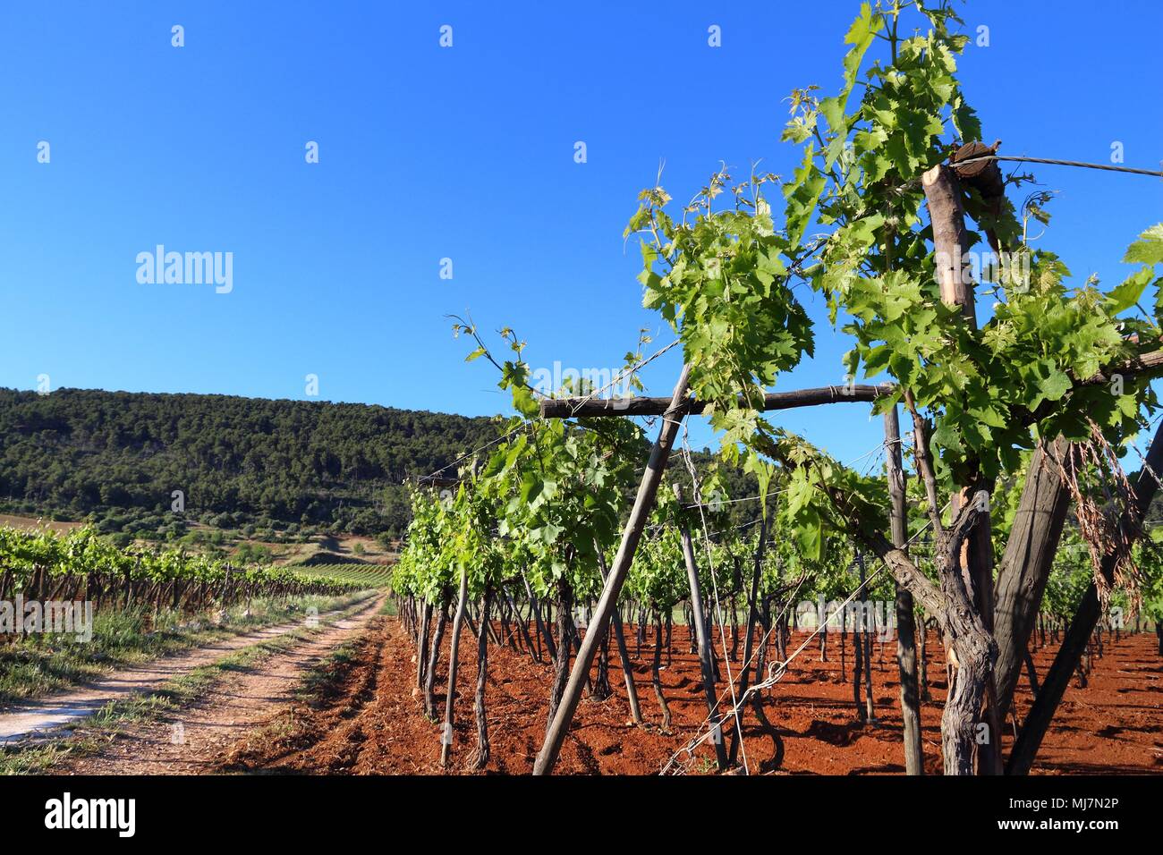 Puglia vigna - la vinificazione regione nella provincia di Bari, Italia. Foto Stock