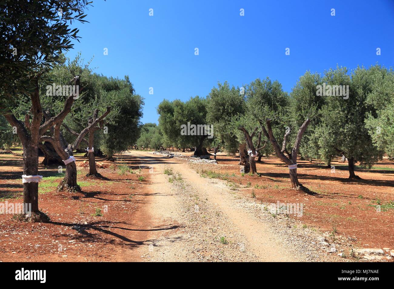 Puglia olivi - olio d'oliva rendendo regione nella provincia di Bari, Italia. Foto Stock