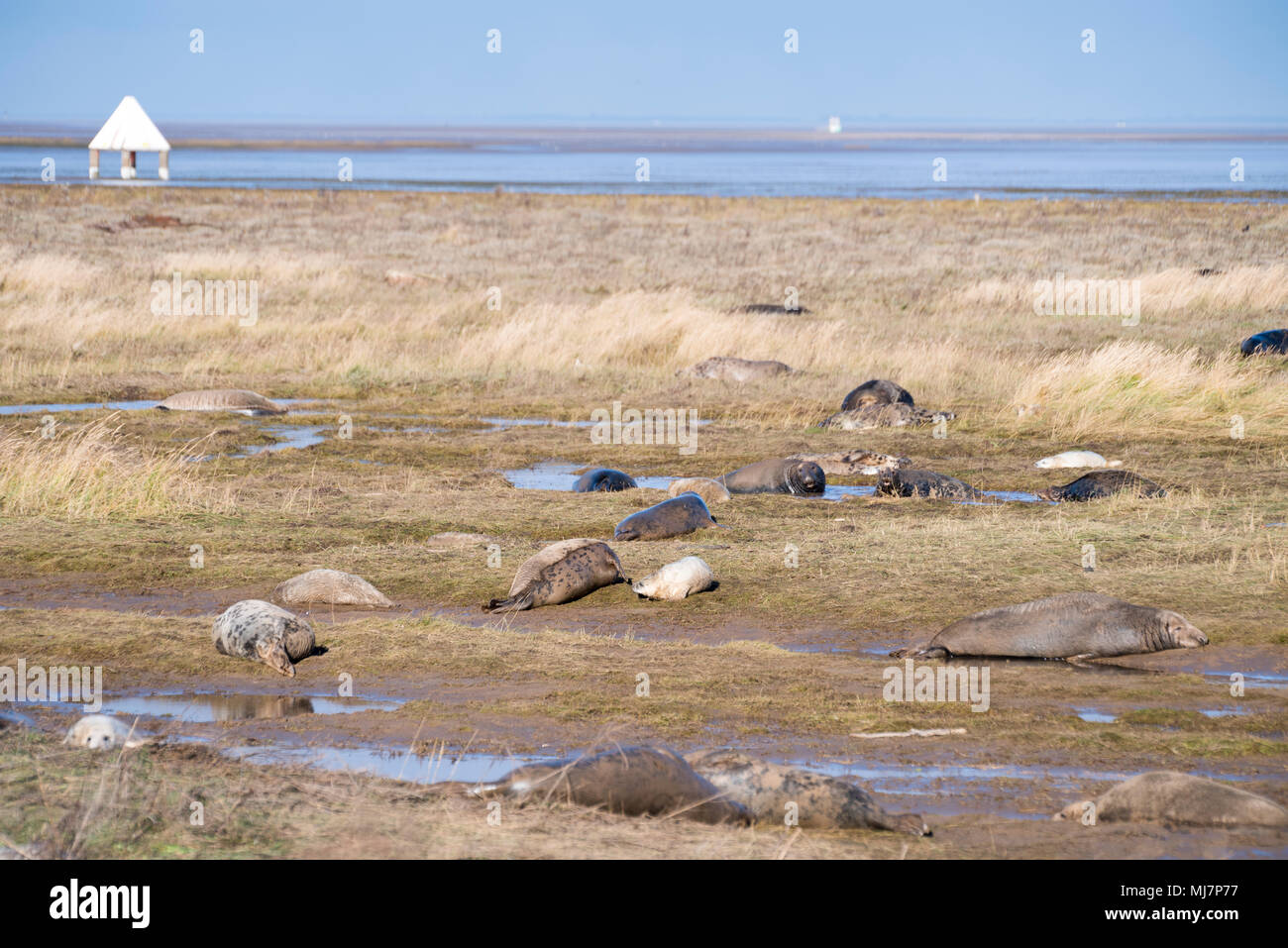 Donna Nook, Lincolnshire, Regno Unito - Nov 16: le foche grigie vengono a riva per la stagione del parto giacciono sparsi in tutta la spiaggia il 16 Nov 2016 a Donna Nook Tenuta San Foto Stock