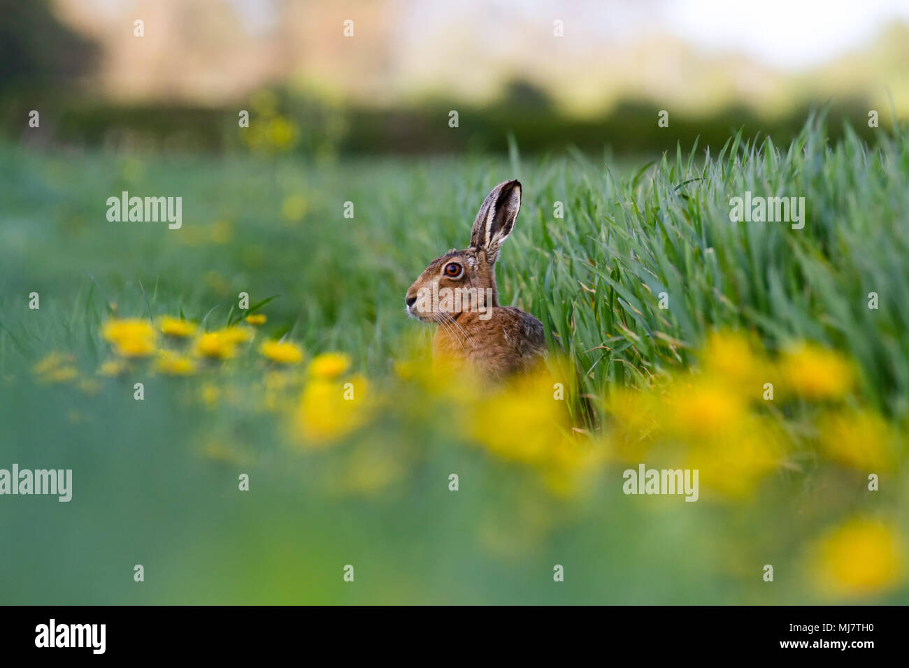 Unione Brown lepre (Lepus europaeus) in estate agraria, Regno Unito Foto Stock
