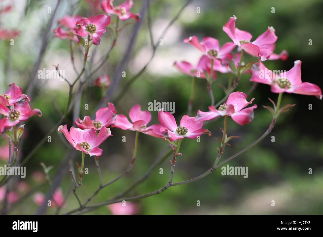Fiori di colore rosa di Cornus florida forma rubra Foto Stock