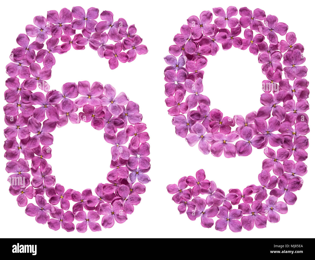 Numero arabo 69, sessanta nove, dai fiori di lilla, isolati su sfondo bianco Foto Stock