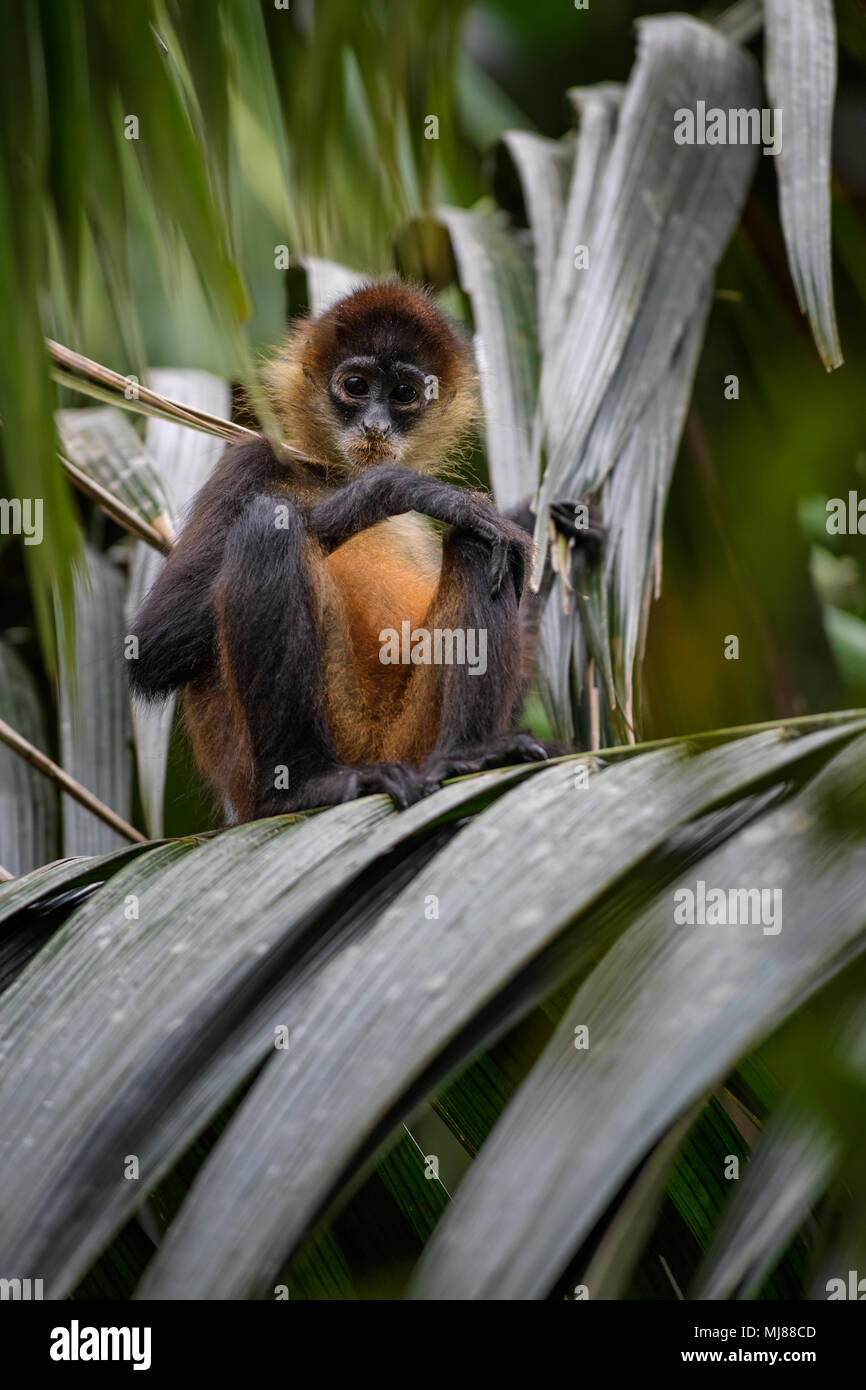 America centrale Spider Monkey - Ateles geoffroyi, in via di estinzione spider monkey da Cental foreste americane, Costa Rica. Foto Stock