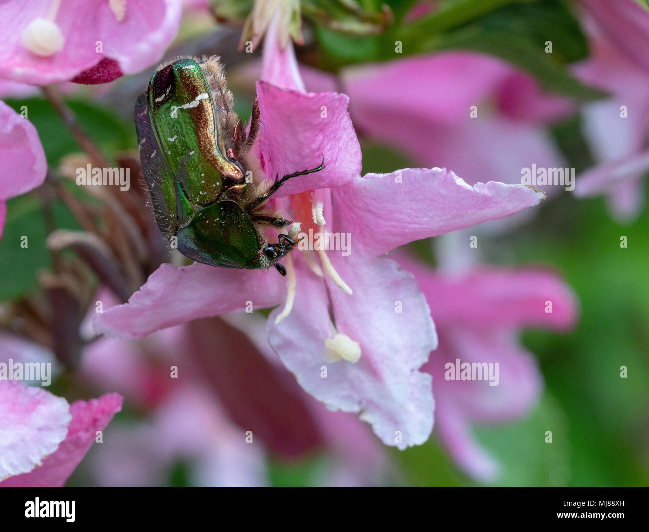 Cetonia aurata su weigela fiore. Foto Stock