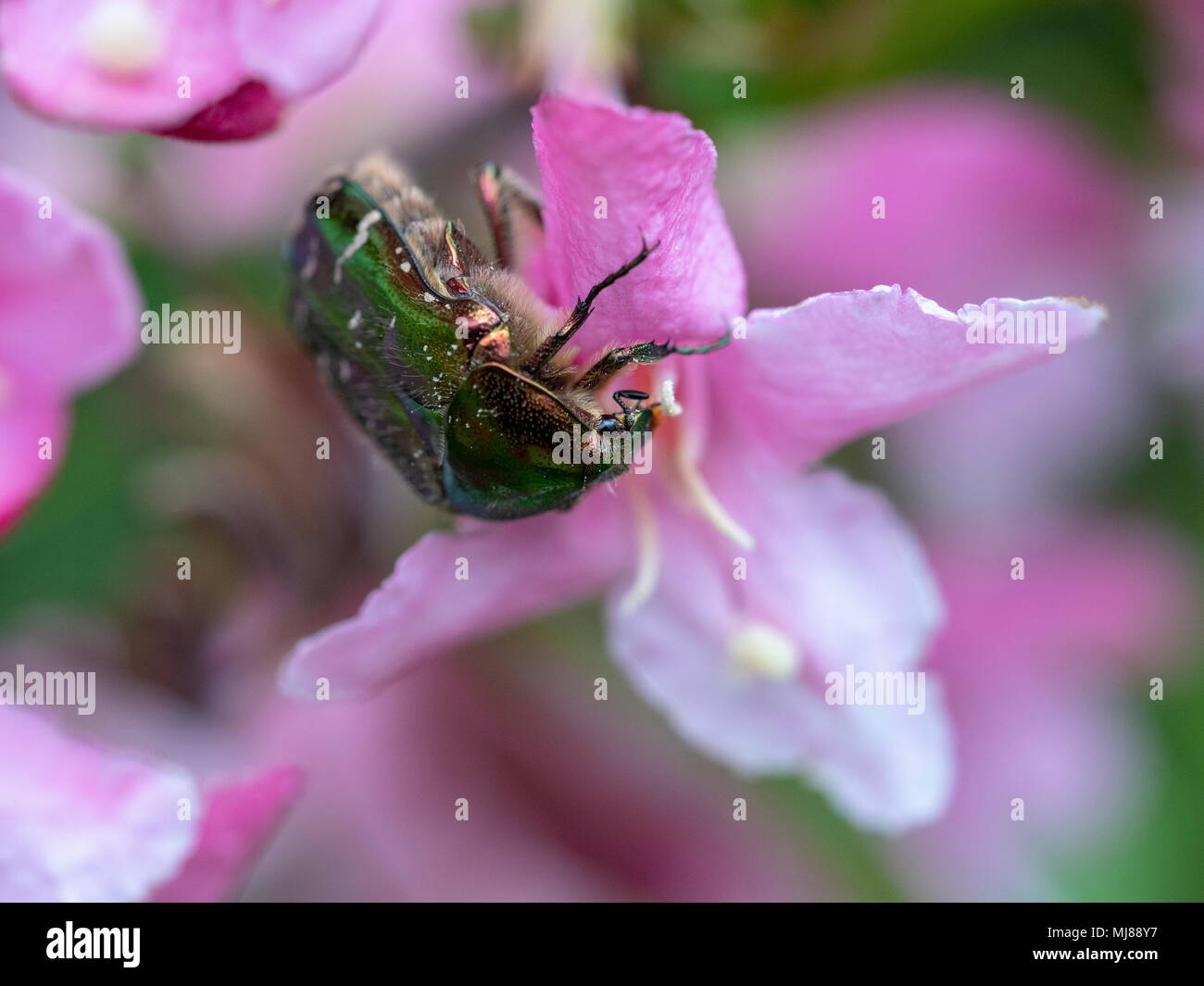 Cetonia aurata su weigela fiore. Foto Stock