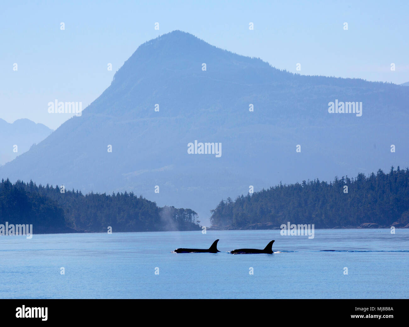 Due balene in una baia, montagne in distanza. Foto Stock