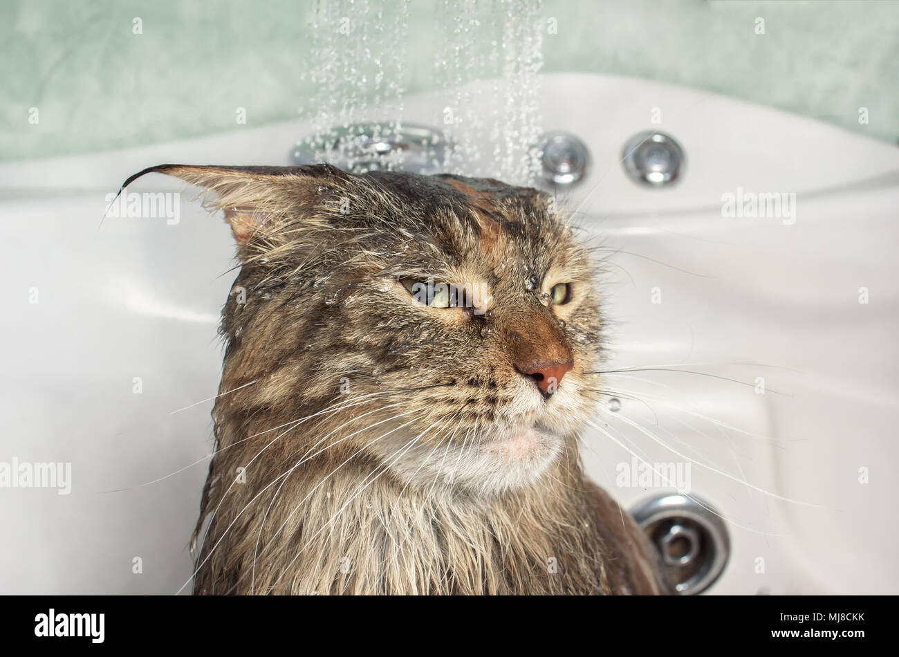 Gatto bagnato nel bagno Foto Stock