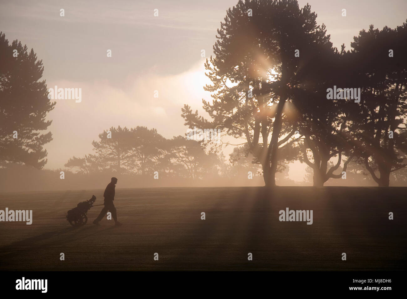 Vista laterale di uomo a camminare passato attraverso gli alberi di campo da golf al crepuscolo, tirando carrello da golf. crepuscolo mist sport golf silhouette Foto Stock