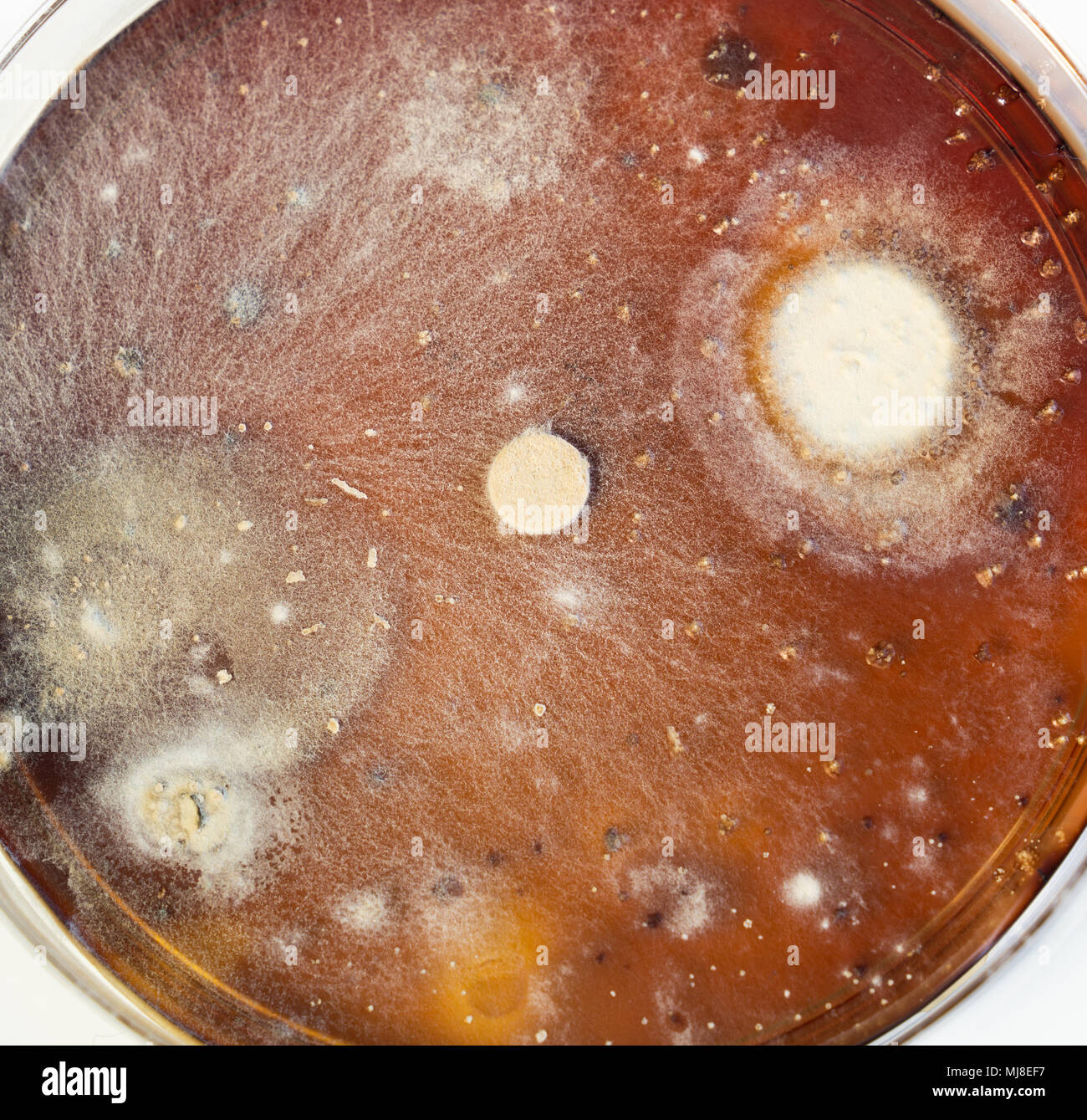 Piastra di petri con colonie di batteri Foto Stock