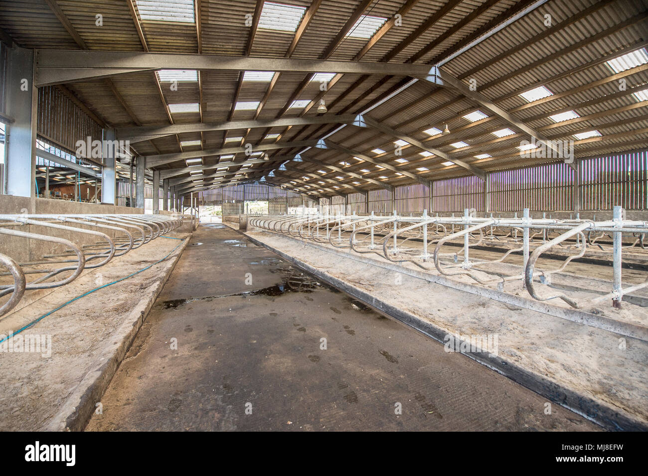 Vacca da latte cubicoli su una farm REGNO UNITO Foto Stock