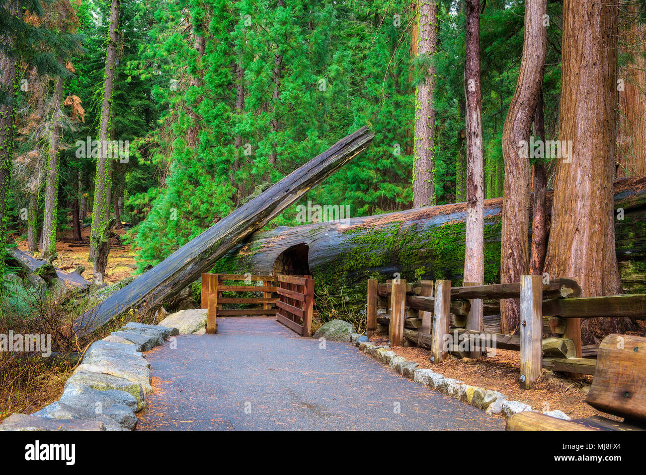 Percorso a piedi nel Parco Nazionale di Sequoia, California Foto Stock