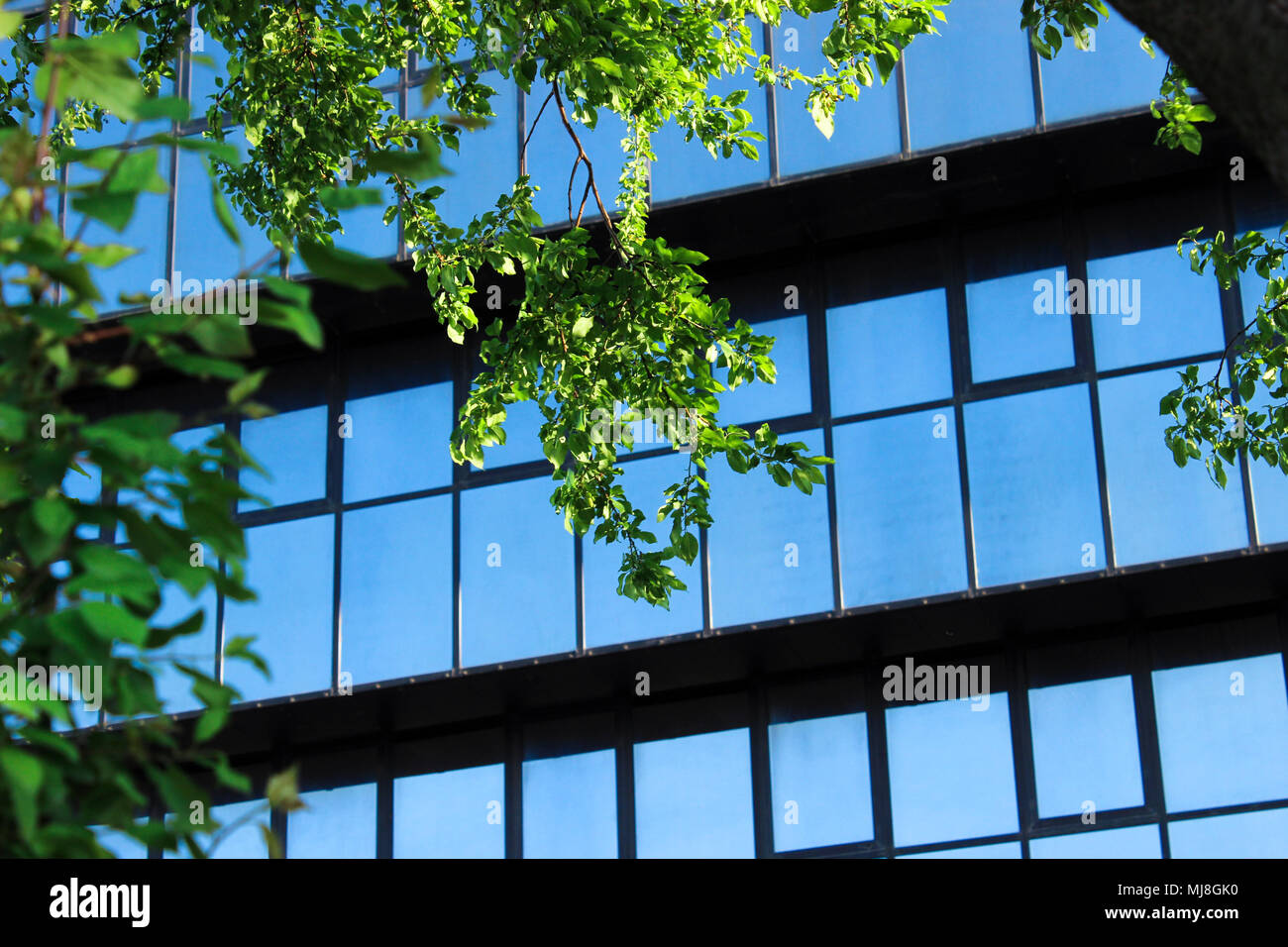 Foglie verdi di fronte all edificio per uffici di windows Foto Stock