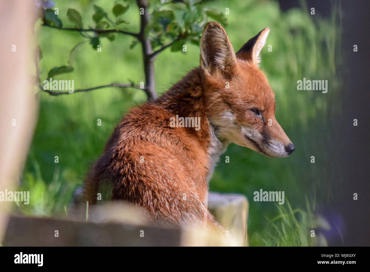 Fox godendo il sole Foto Stock