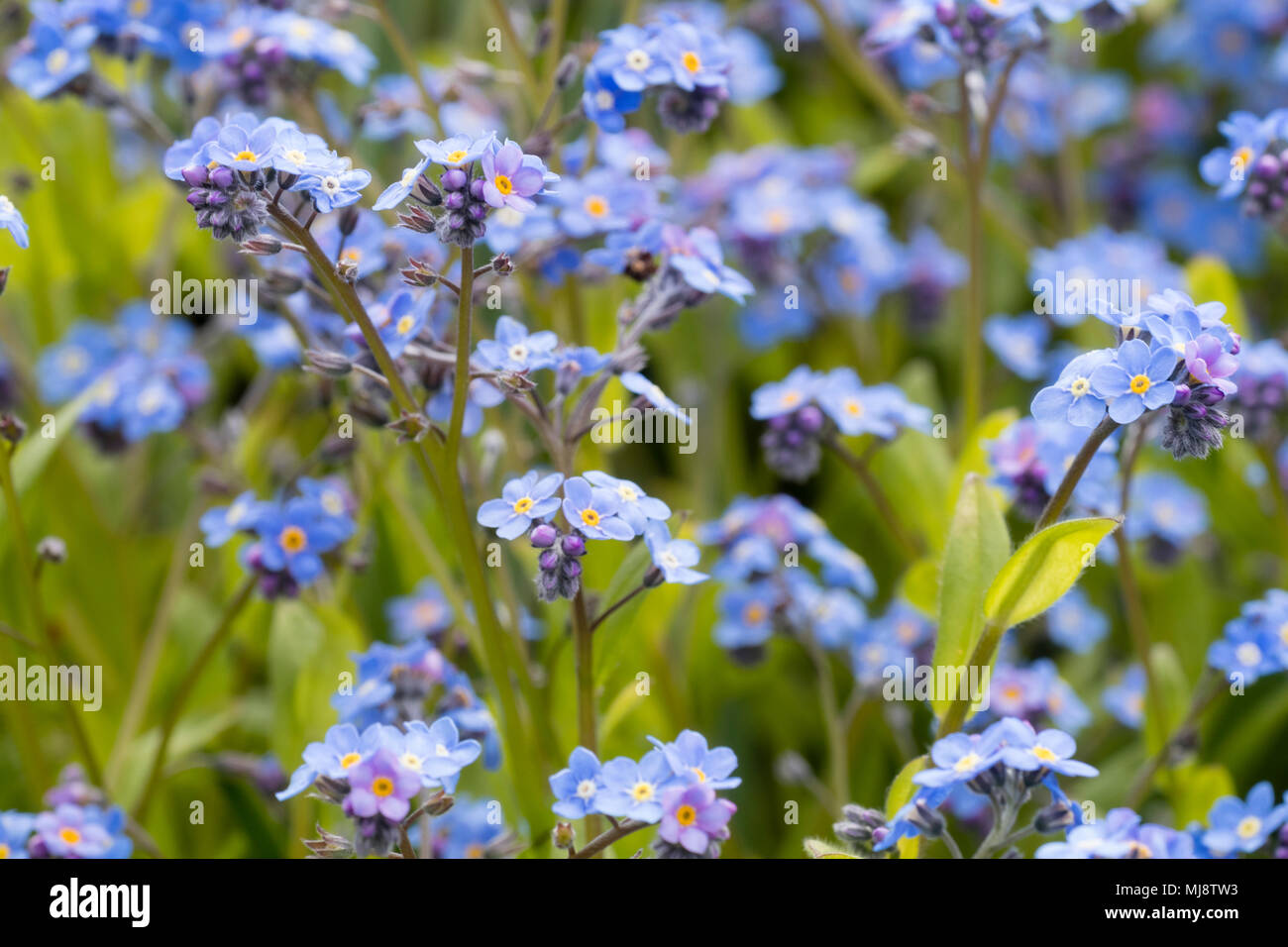 Blue fiori di primavera della biennale cottage di legno per giardino non ti scordar di me, Myosotis sylvatica Foto Stock