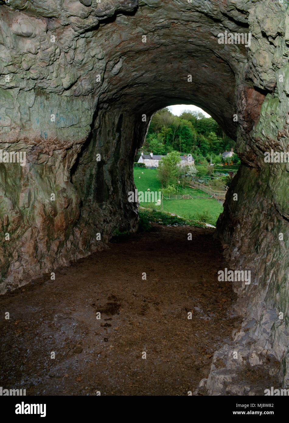 Guardando fuori della principale, ingresso allargato il tunnel per Ffynnon Beuno grotte di calcare da vicino ai cancelli di metallo. Denbighshire, il Galles del Nord. Foto Stock
