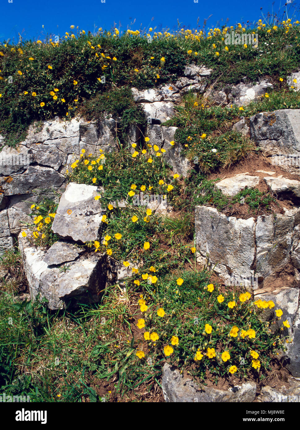 Comune di Rock Rose, Helianthemum nummularium, crescendo su rivolti a sud di affioramento di calcare sulla collina del GOP, Trelawnyd; Flintshire, il Galles del Nord. Giugno. Foto Stock