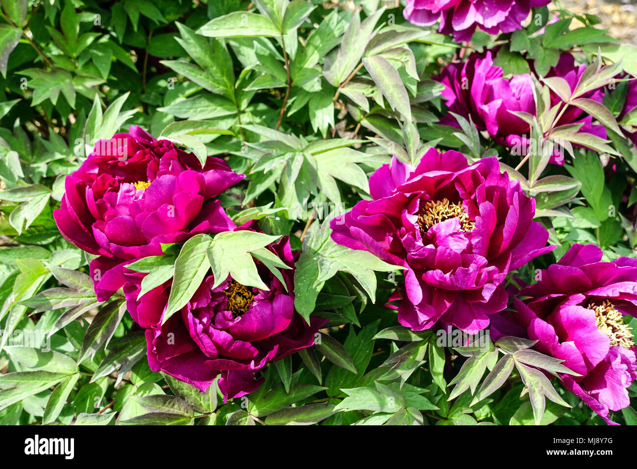 Paeonia x suffruticosa ' Cardinal Vaughan ' - Giardino Giapponese di Peonia dell'albero, Peonie dell'albero Foto Stock