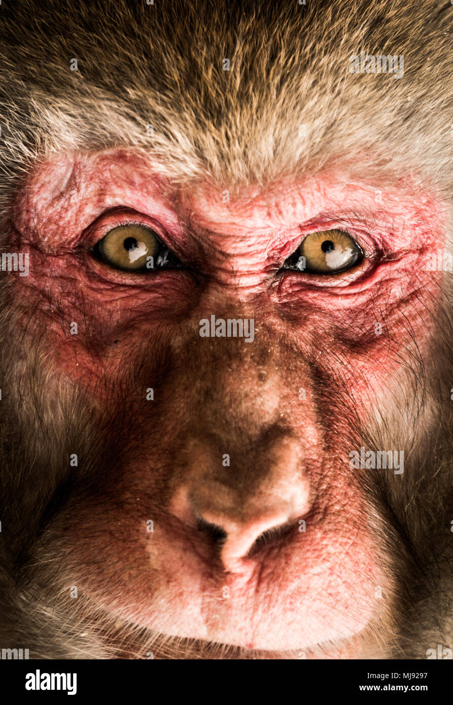 Wild macaco scimmia da neve, close-up di faccia Foto Stock