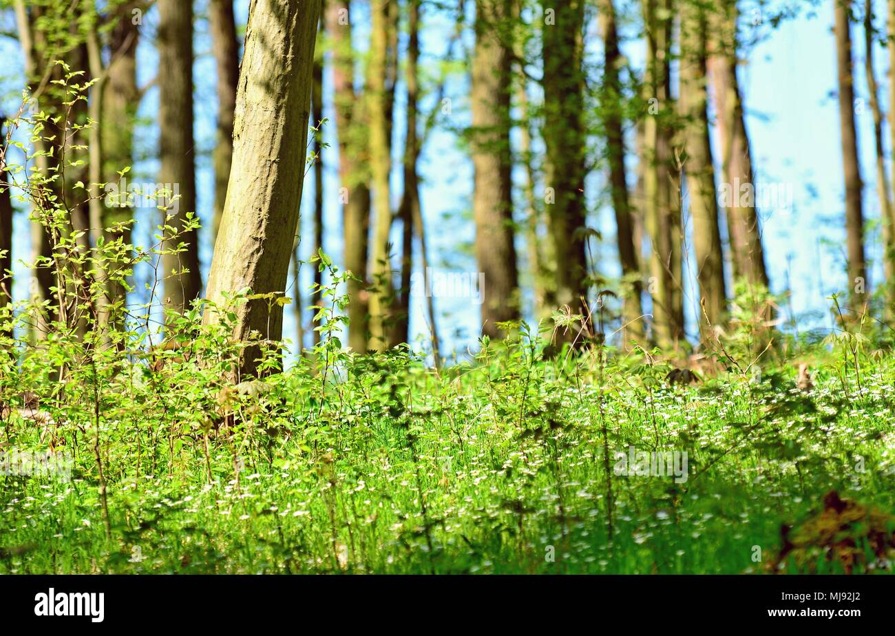 Close-up di un piccolo verde la coltivazione degli alberi e cespugli contro una foresta di alberi di sfondo. Incentrato sul primo piano. Foto Stock