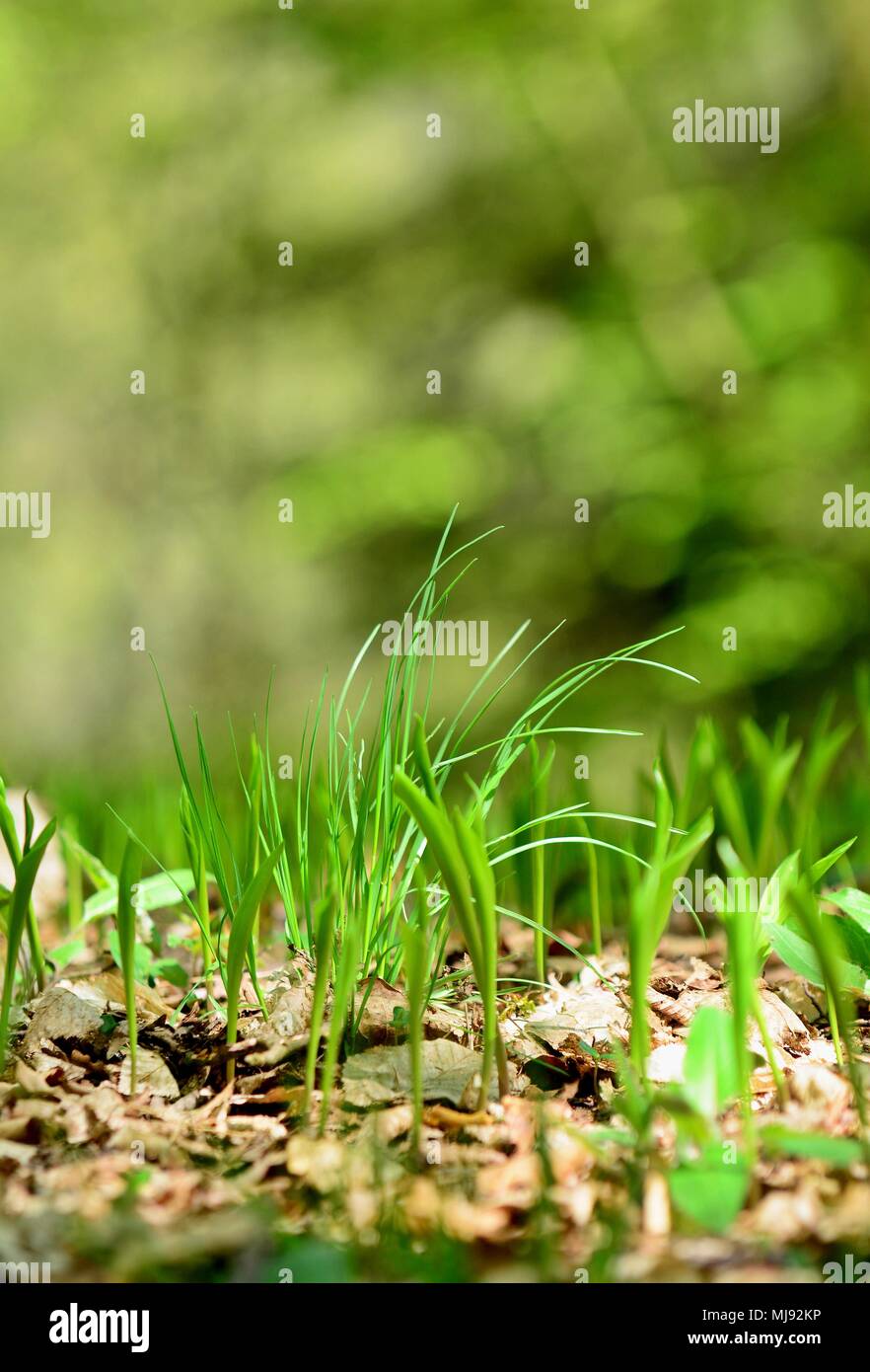 Close-up di un verde erba crescente nei confronti di un verde sfocata sfondo naturale. Incentrato sul primo piano. Foto Stock