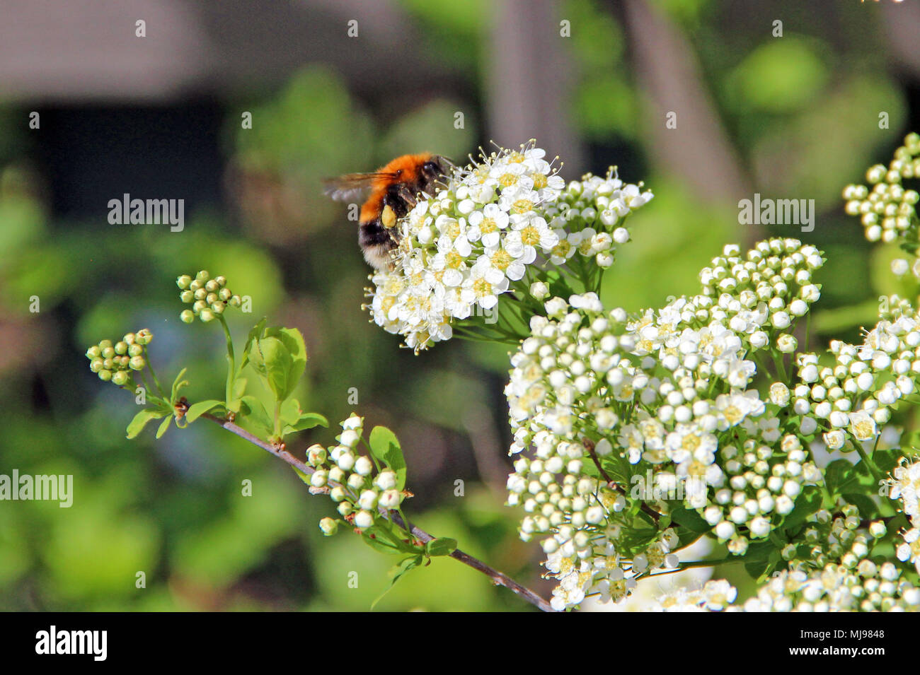Bumblebee seduto sul fiore boccola bianca e mangiare il nettare di fiori da numerosi fiori Foto Stock