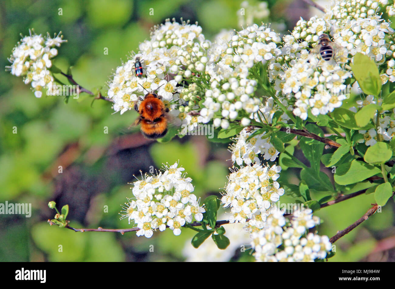 Bumblebee sorvolano una fioritura boccola bianca per mangiare il nettare di fiori da numerosi fiori Foto Stock