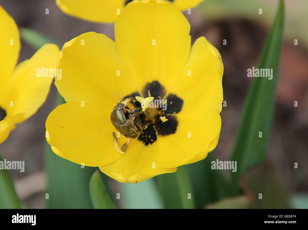 Immagine macro di un curioso coleottero nero all'interno di un fiore giallo Foto Stock