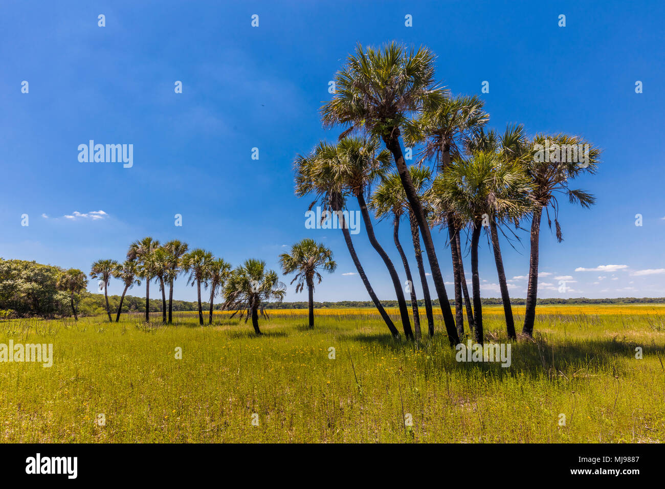 Cavolo palme con cielo blu in Myakka River State Park in Florida Foto Stock