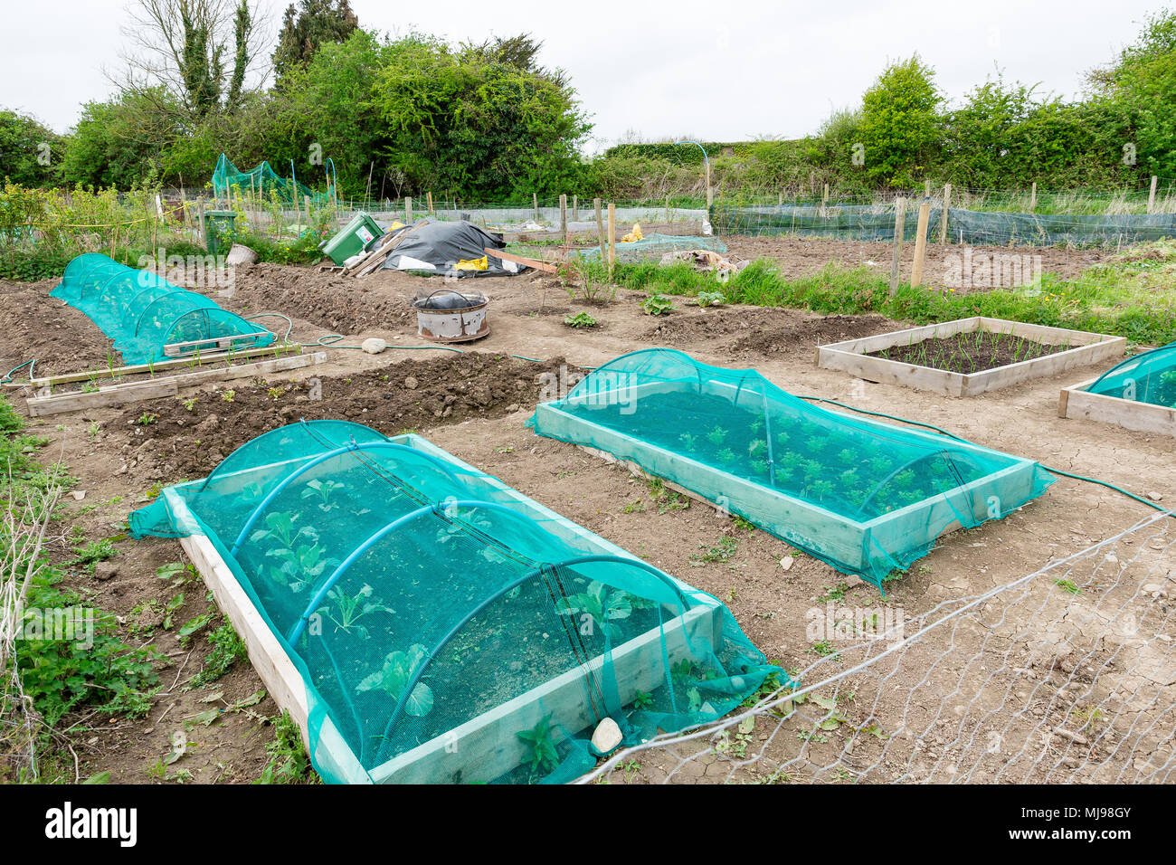 Riparto tenute presso il campo accanto al meraviglioso fienile vicino a Leixlip County Kildare Irlanda affittato da un individuo per la coltivazione di ortaggi o fiori. Foto Stock