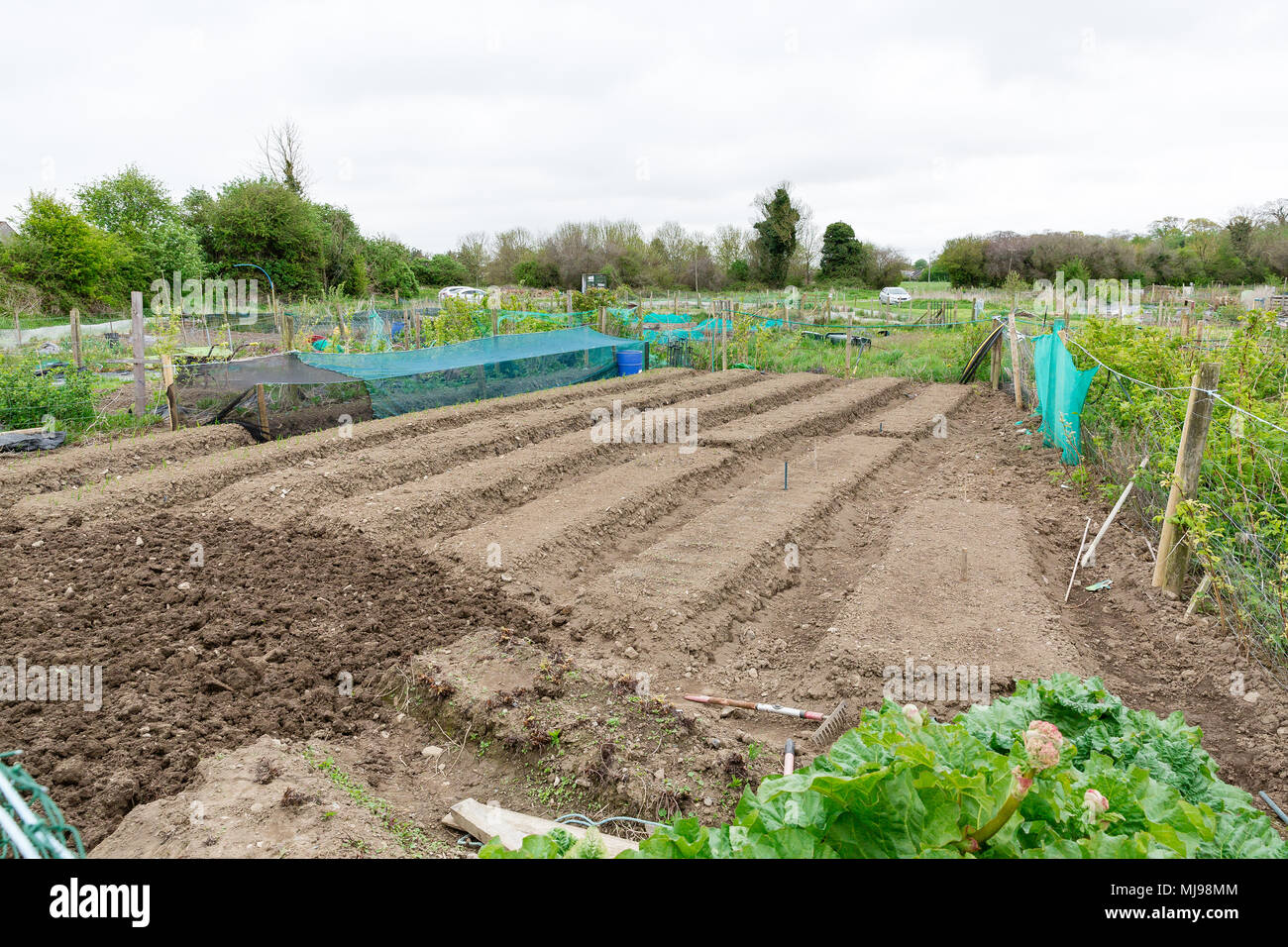 Riparto tenute presso il campo accanto al meraviglioso fienile vicino a Leixlip County Kildare Irlanda affittato da un individuo per la coltivazione di ortaggi o fiori. Foto Stock
