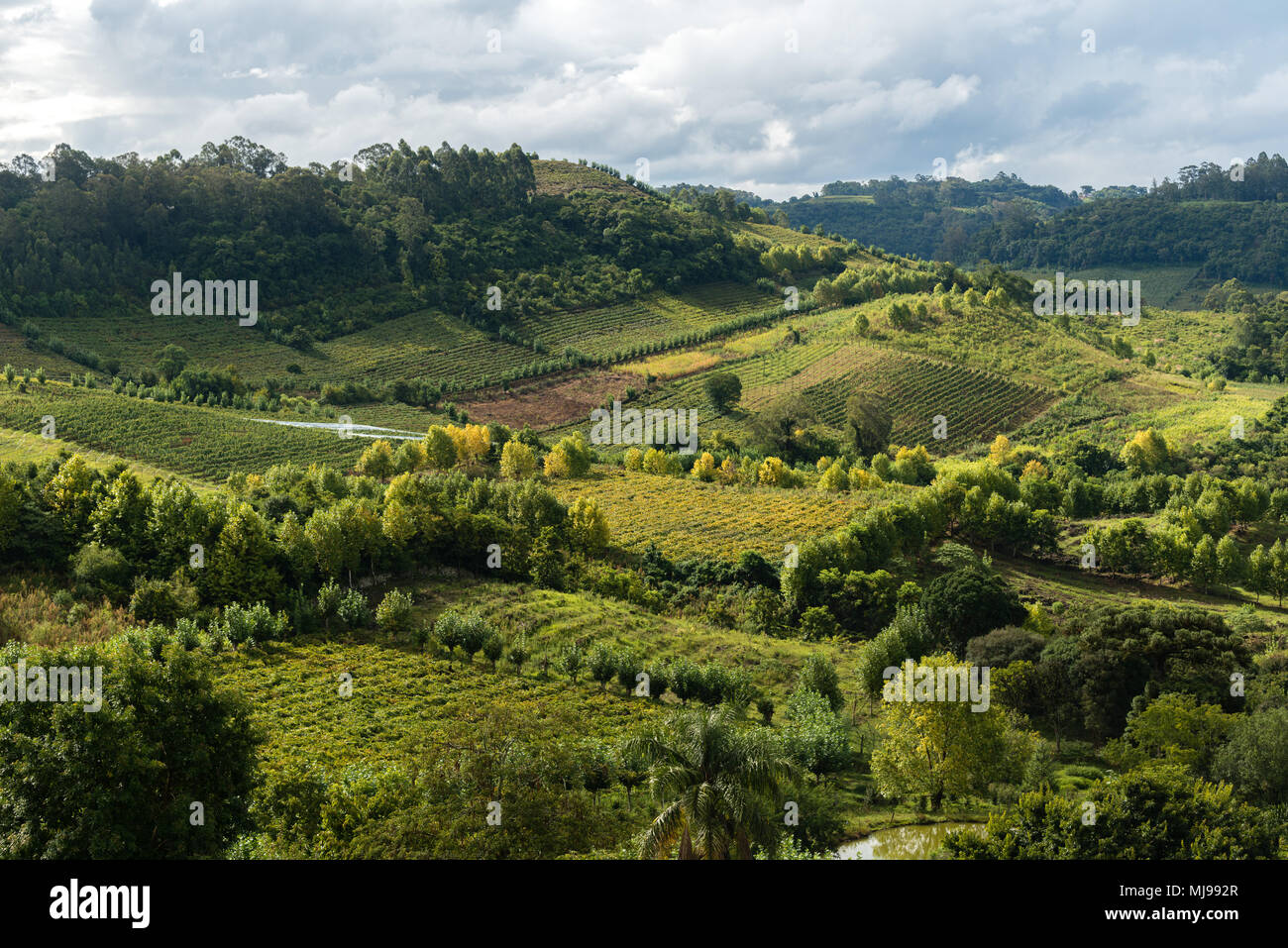 Crescendo il vino nella zona collinare 'Vale dos Vinhedos', Rio Grande do Sul, Brasile, America Latina Foto Stock