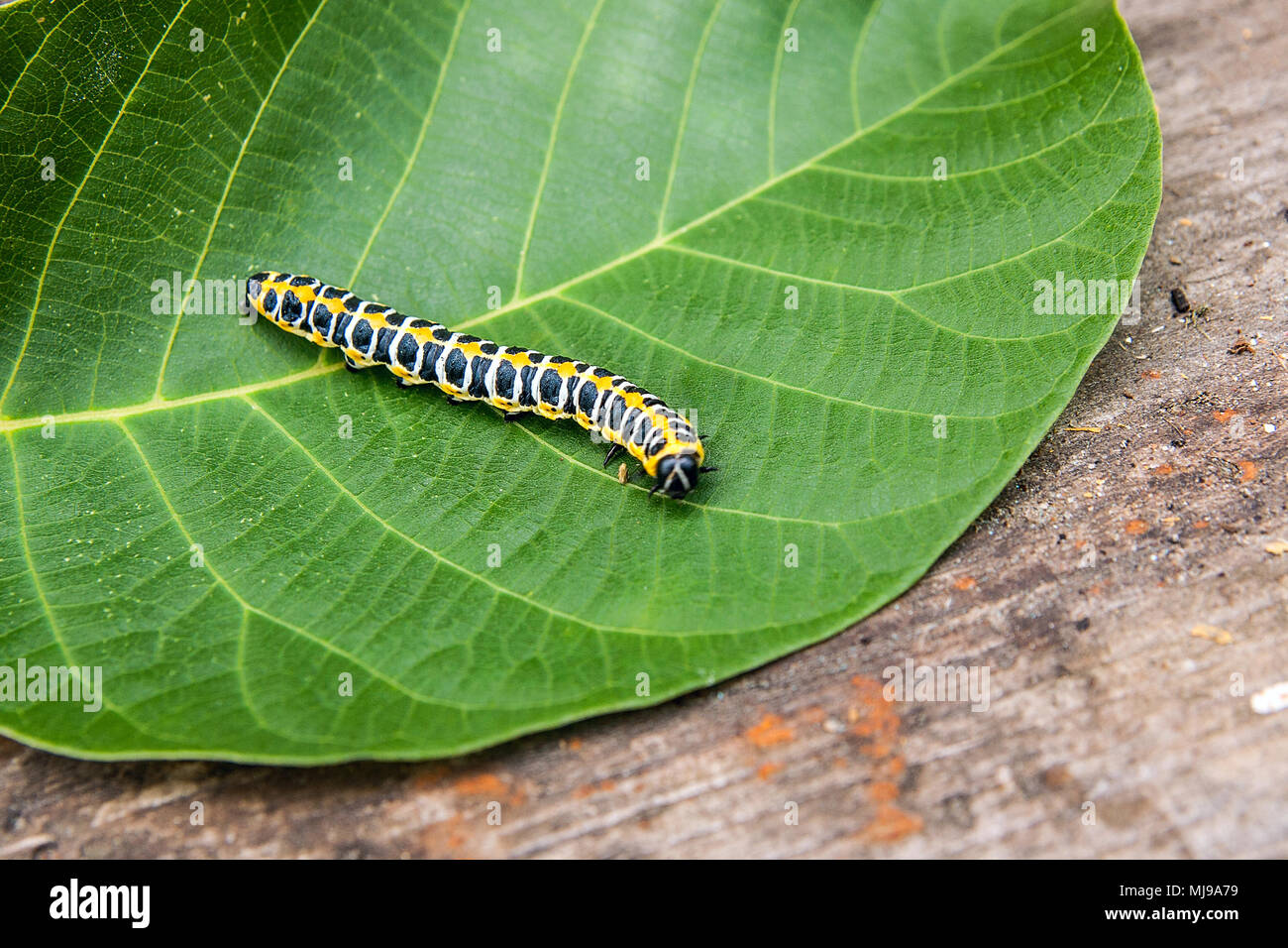 Bella caterpillar si insinua su grandi foglie verde. Caterpillar del Vecchio Mondo a coda di rondine (Papilio machaon), una farfalla della famiglia Papilionidae. Th Foto Stock