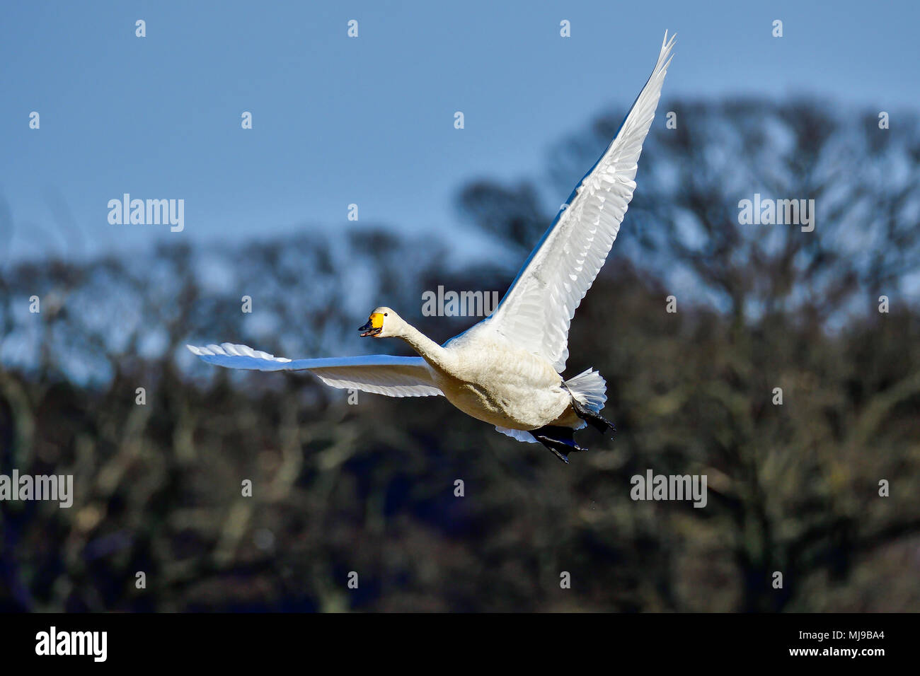 Whooper swan far sapere a tutti che egli è arrivato. Foto Stock