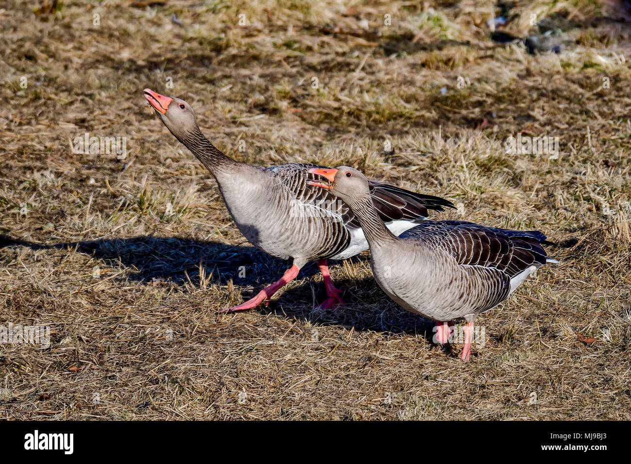 Oca Graylag giovane avente una conversazione. Foto Stock