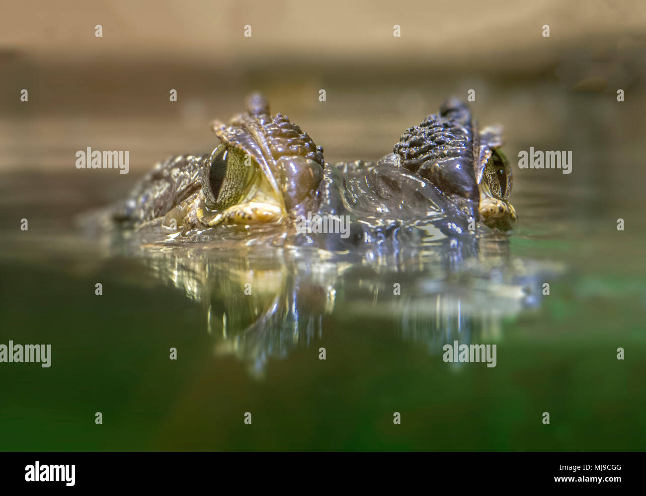 Crocodile occhi guardando la fotocamera Foto Stock