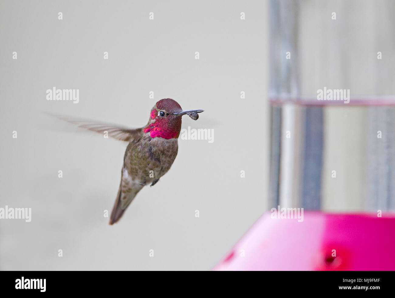 Anna's Hummingbird maschio con becco anomalo Foto Stock