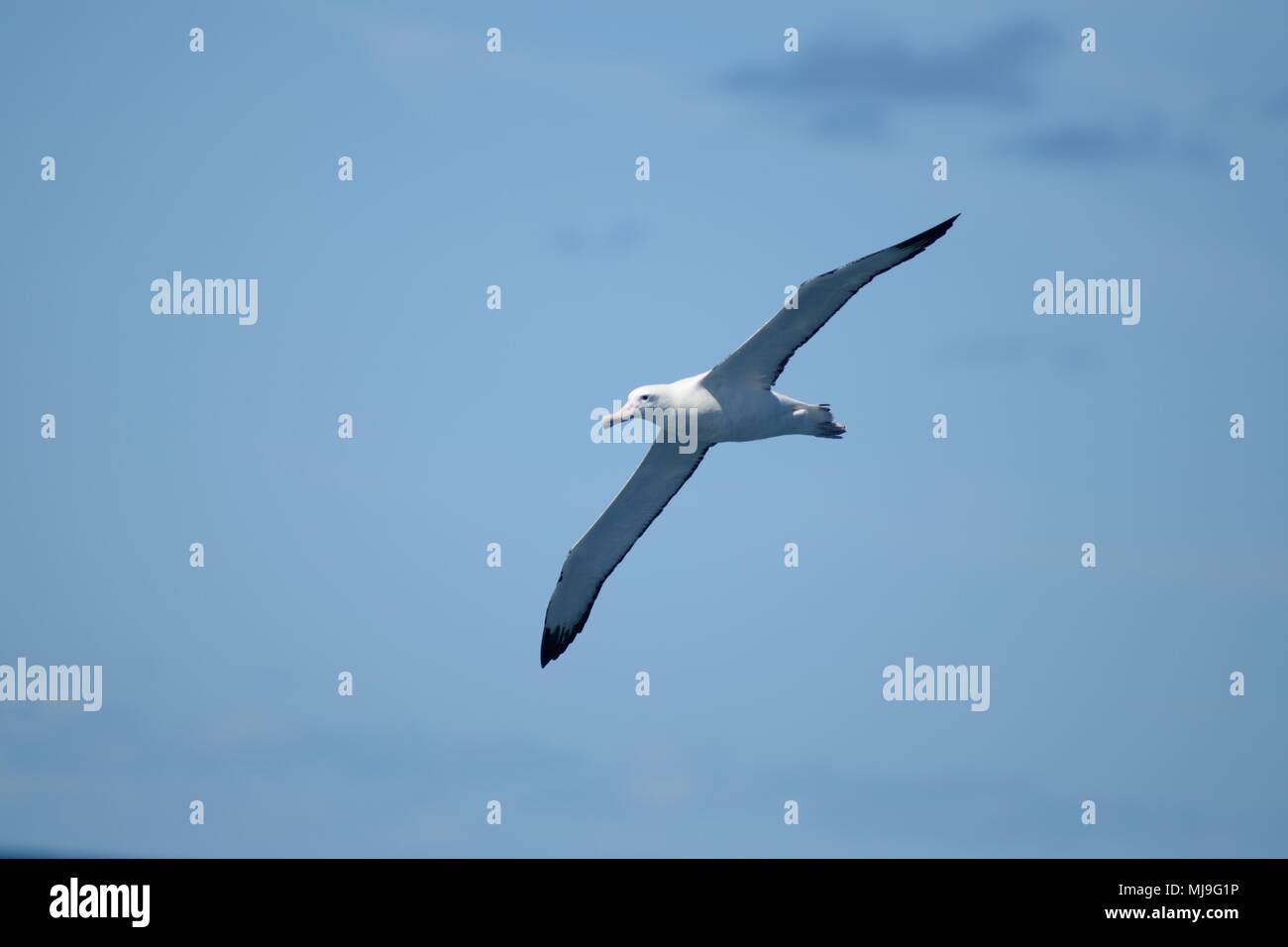 Gibsons girovagando Albatross, Auckland Isole Albatro errante. Diomedea gibsoni. Diomedea exulans gibsoni Diomedea antipodensis gibsoni Foto Stock