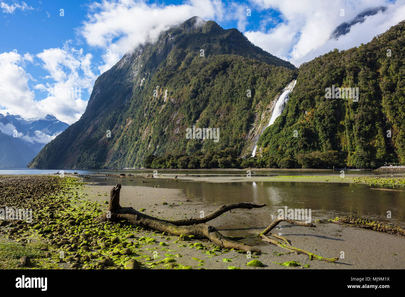 Milford Sound Nuova Zelanda Milford Sound legno morto flotsam nel parco nazionale di Fiordland Southland Nuova Zelanda Fjordland National Park South Island nz Foto Stock