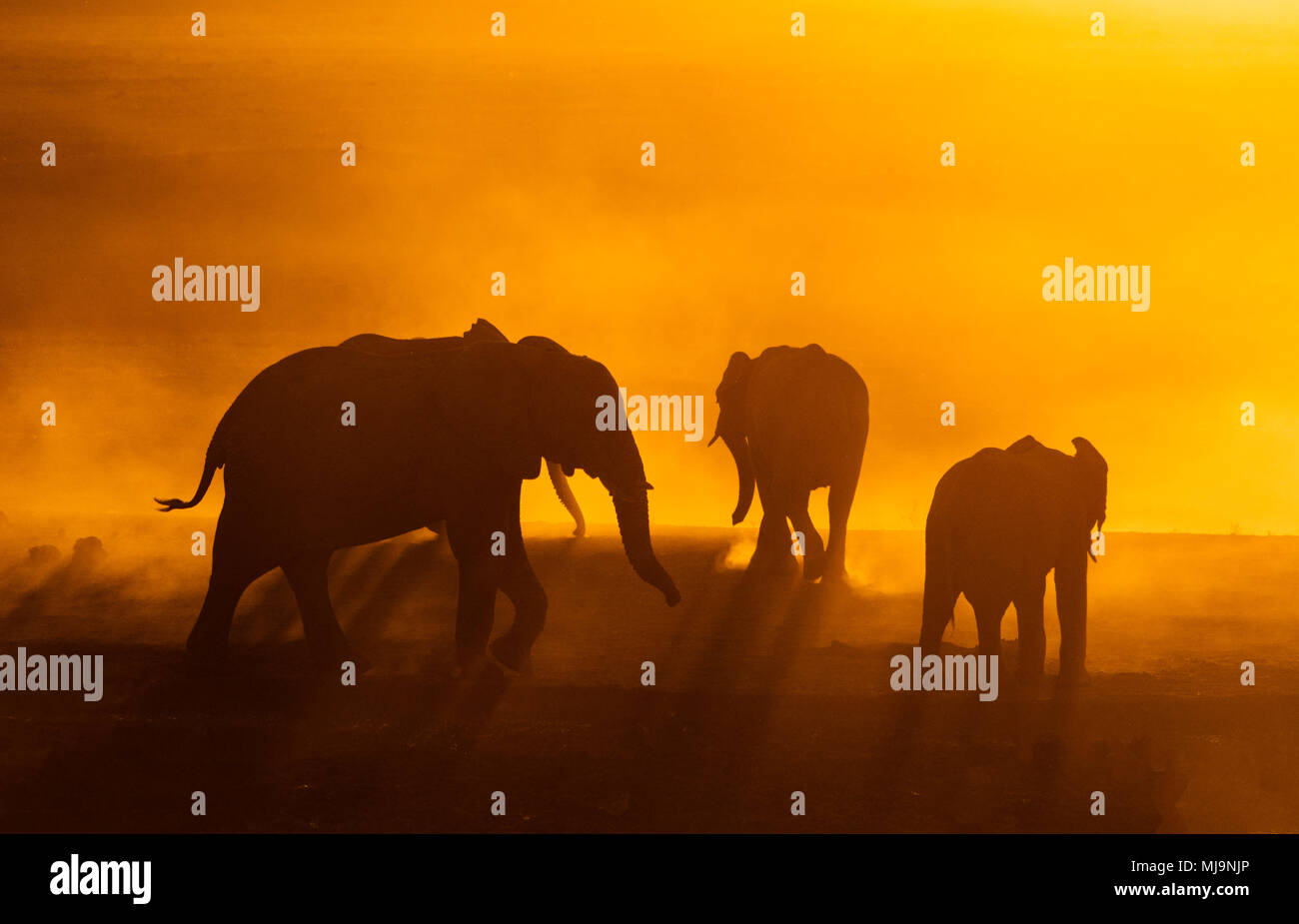 Gli elefanti africani stagliano contro il tramonto Foto Stock