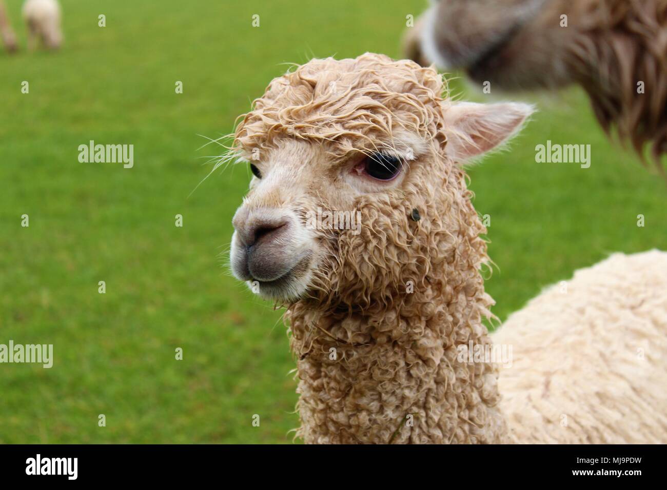 Una femmina di Alpaca in un campo su una Fattoria degli Alpaca nel Regno Unito. Foto Stock
