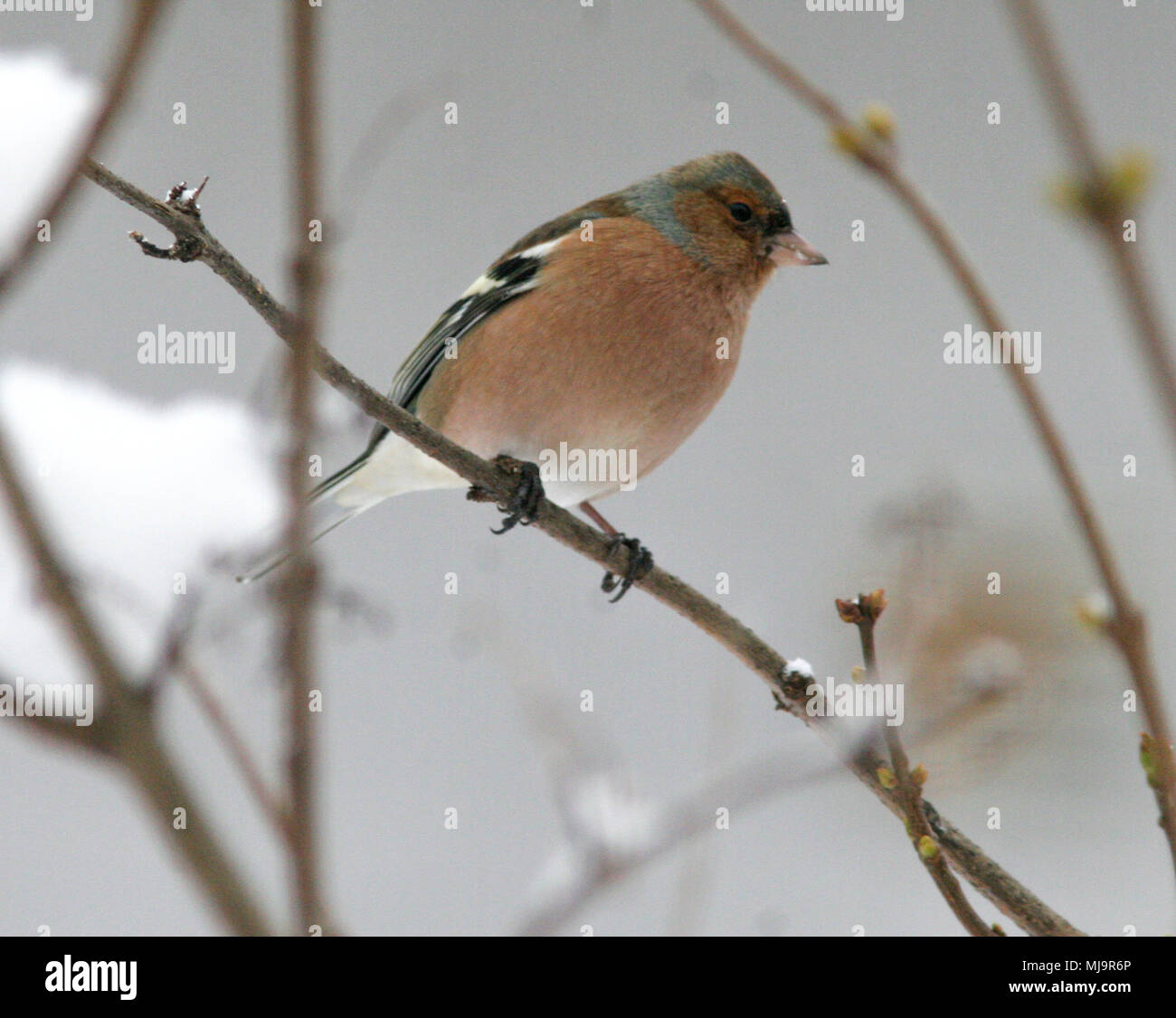 Fringuello comune 2013 Foto Stock